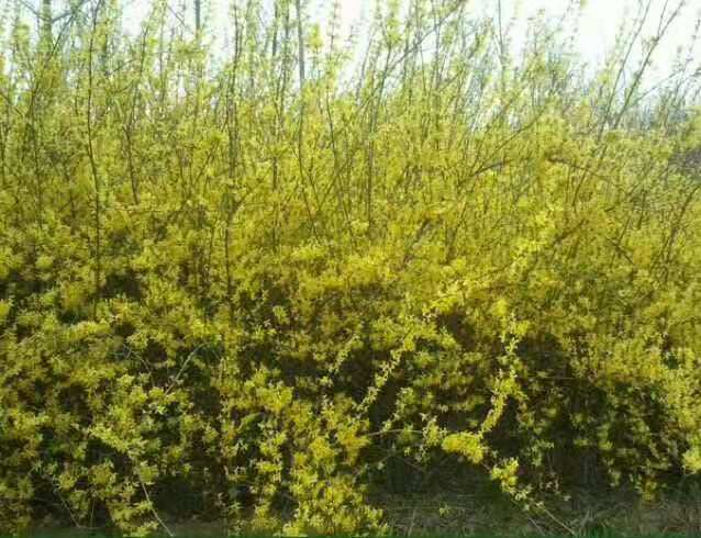 连翘最新行情动态更新🌸