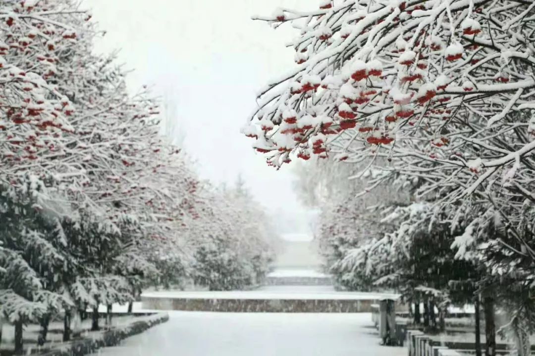 林口大雪最新情况与应对大雪天气的全面步骤指南